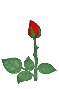 bloomingrose.gif