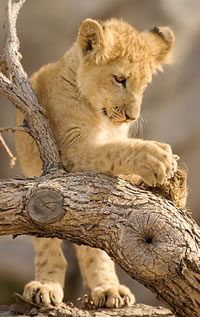 lion_02.jpg