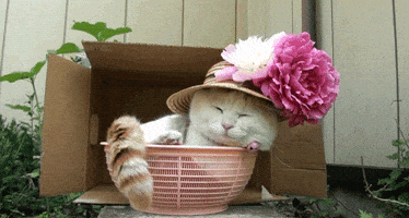 cat kitty GIF