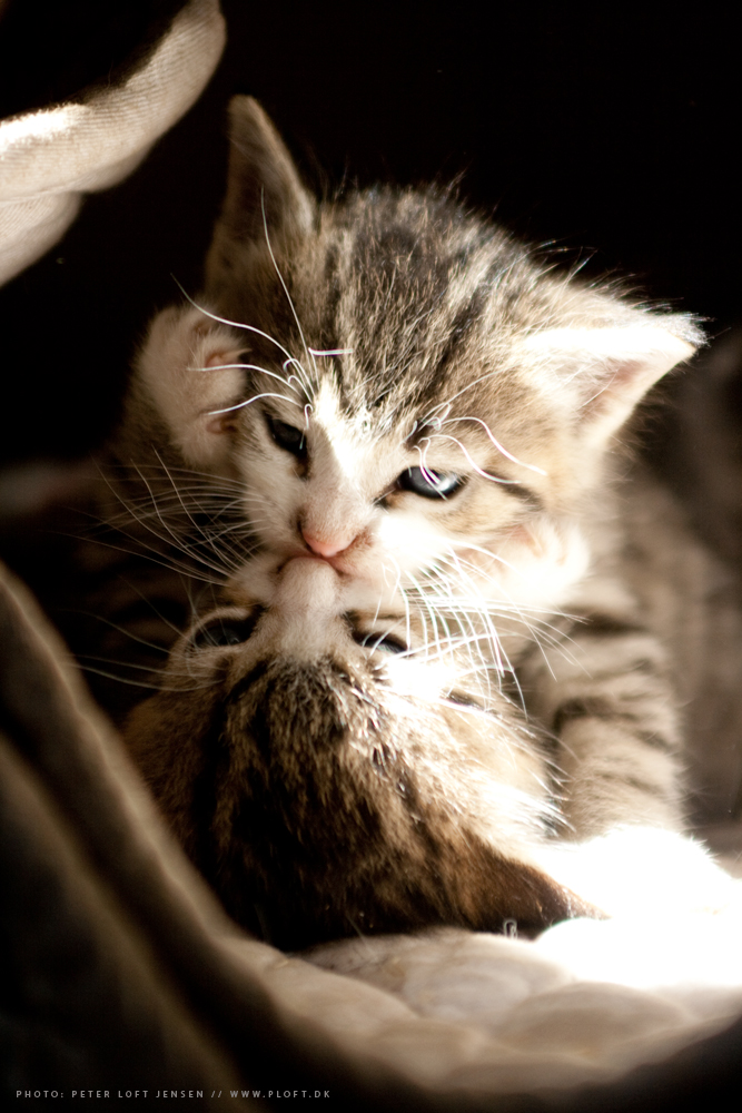 Cats_and_kittens_no__3_by_ploftdk.jpg