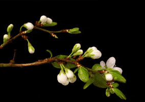 timelapse flowers GIF