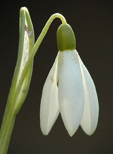 snowdrop2401big.jpg