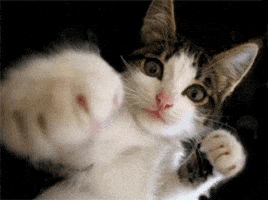 funny cat GIF