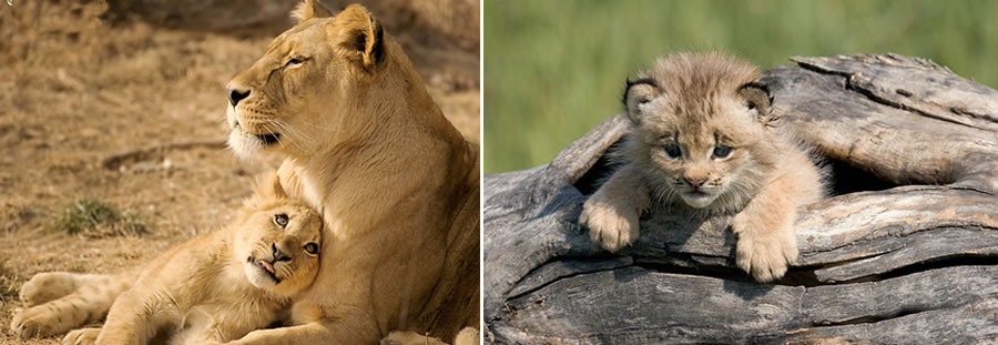 lion_03.jpg