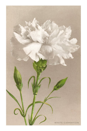 white-carnation.jpg