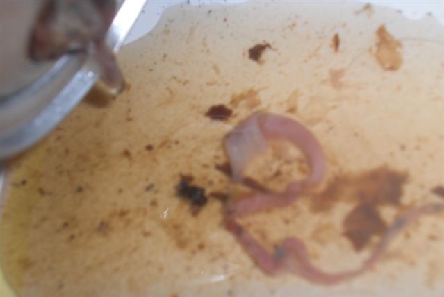 mouse_in_the_pepsi_01.jpg