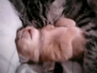 tumblr_lrzlj4MLTb1qbw75zo3_250.gif
