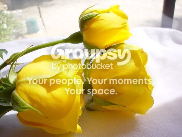 Yellow_Rose.jpg