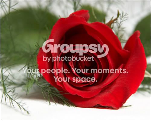 311135_red_rose.jpg
