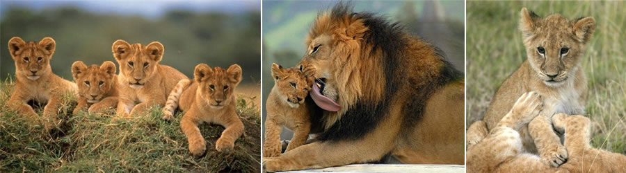 lion_05.jpg