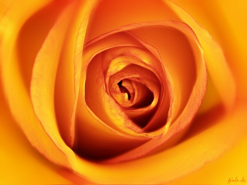 flower_202.jpg