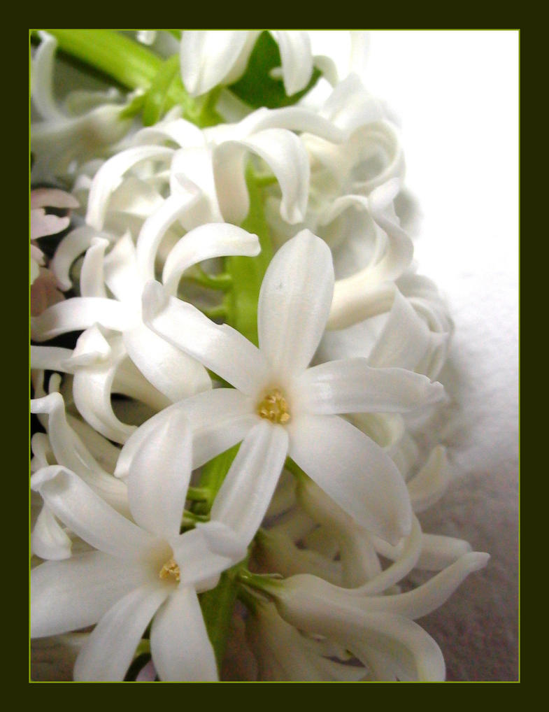 Hyacinth_by_SheerieTheFay.jpg