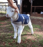 lamb GIF