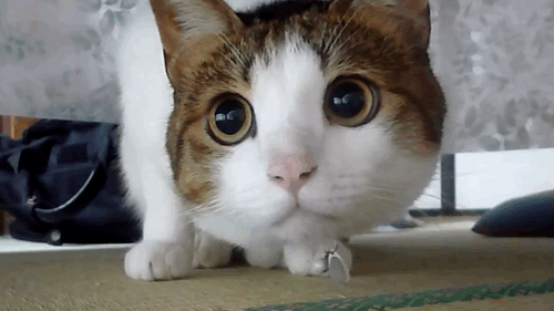 tumblr_me8r4sRNEb1rbkj35o1_500.gif