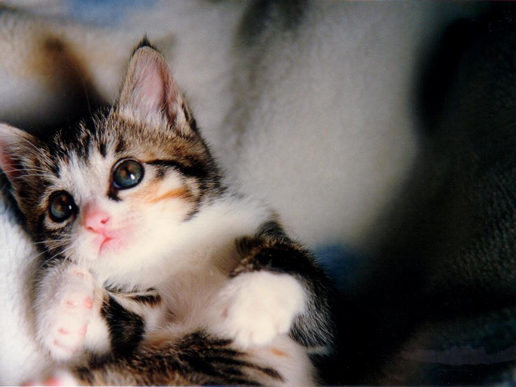 i_love_cats_No_16_by_Factory1670.jpg