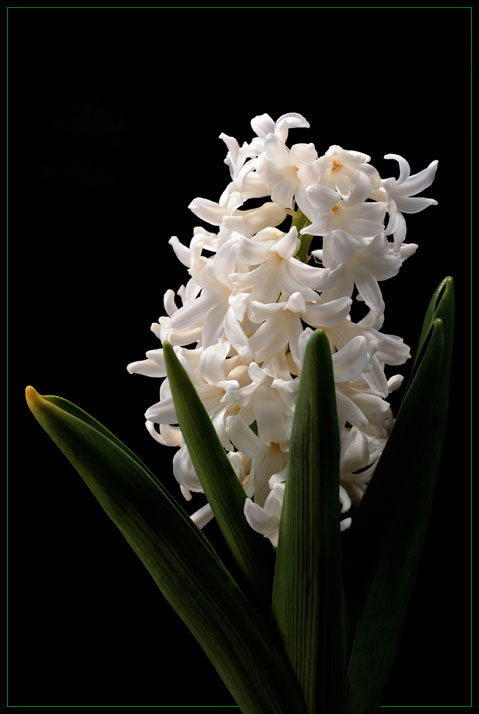HYACINTH_1_by_THOM_B_FOTO.jpg