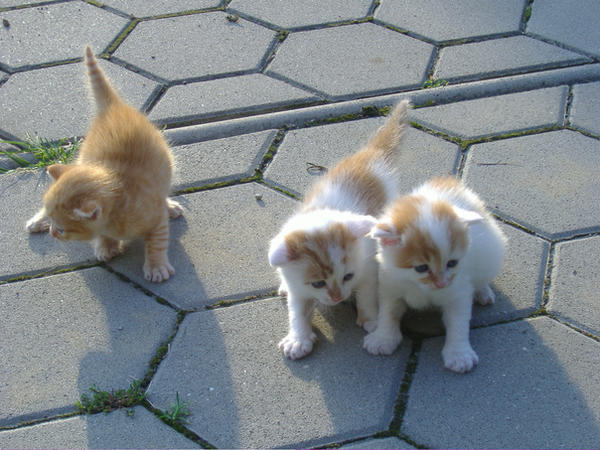 cats_by_MaLicKaa.jpg