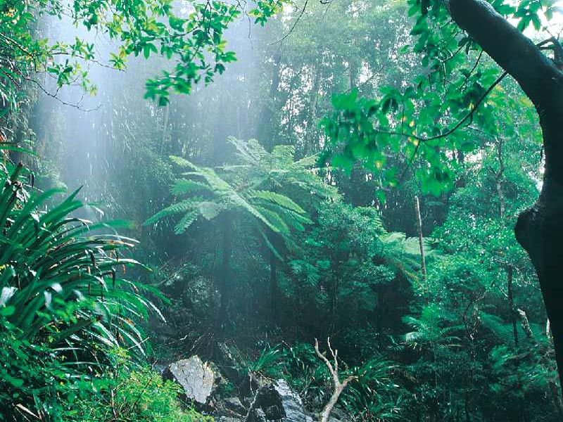 Rain_forest.jpg