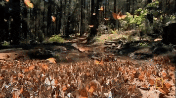 butterfly GIF