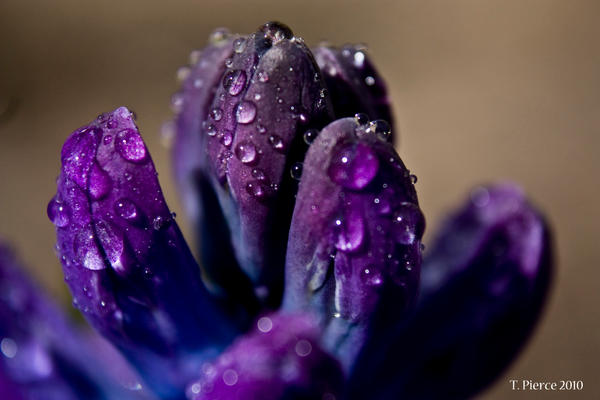 Purple_Hyacinth_by_Carnal_Sins.jpg